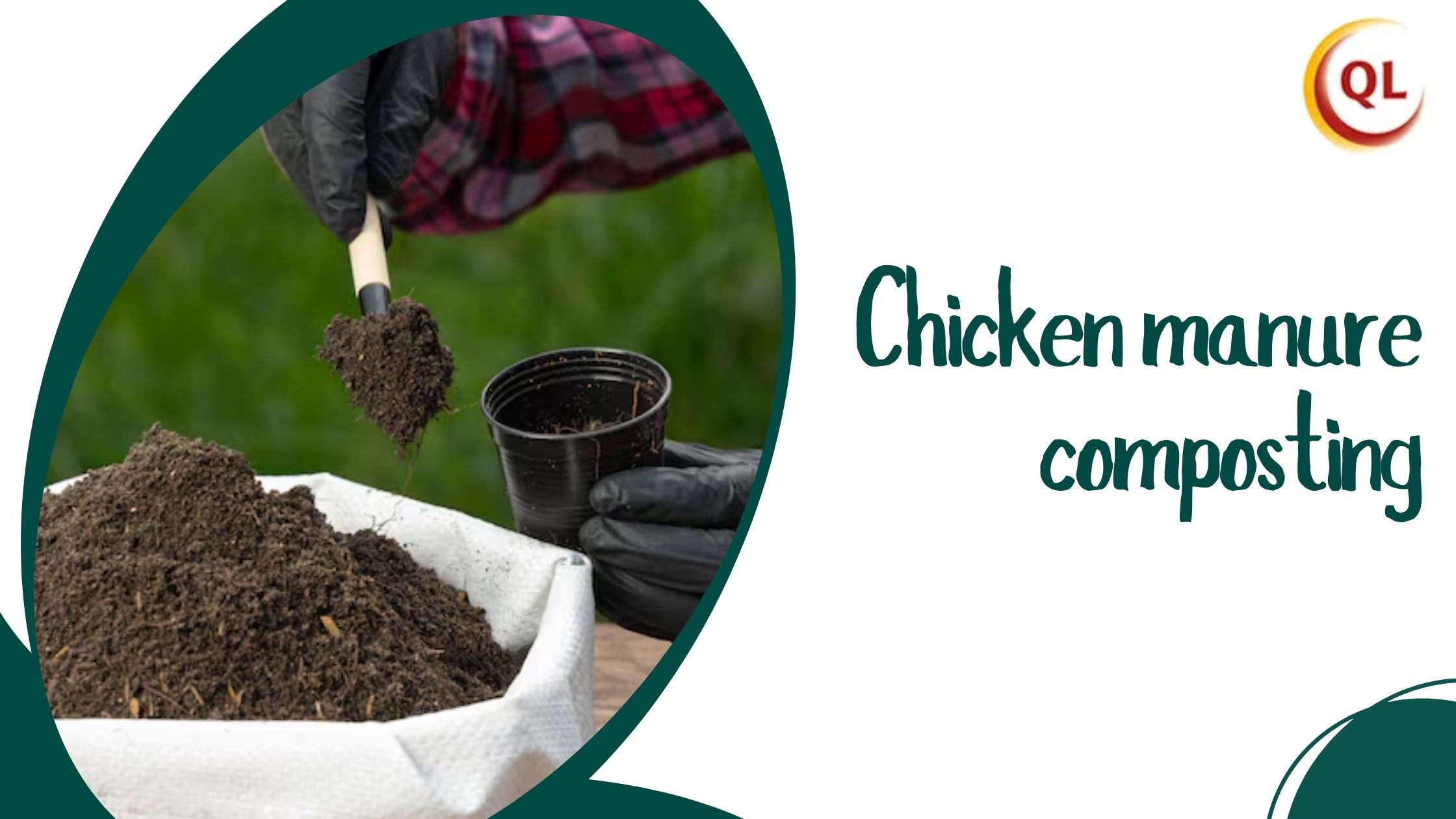 A Step-By-Step Guide to Chicken Manure Composting for Organic Farming
