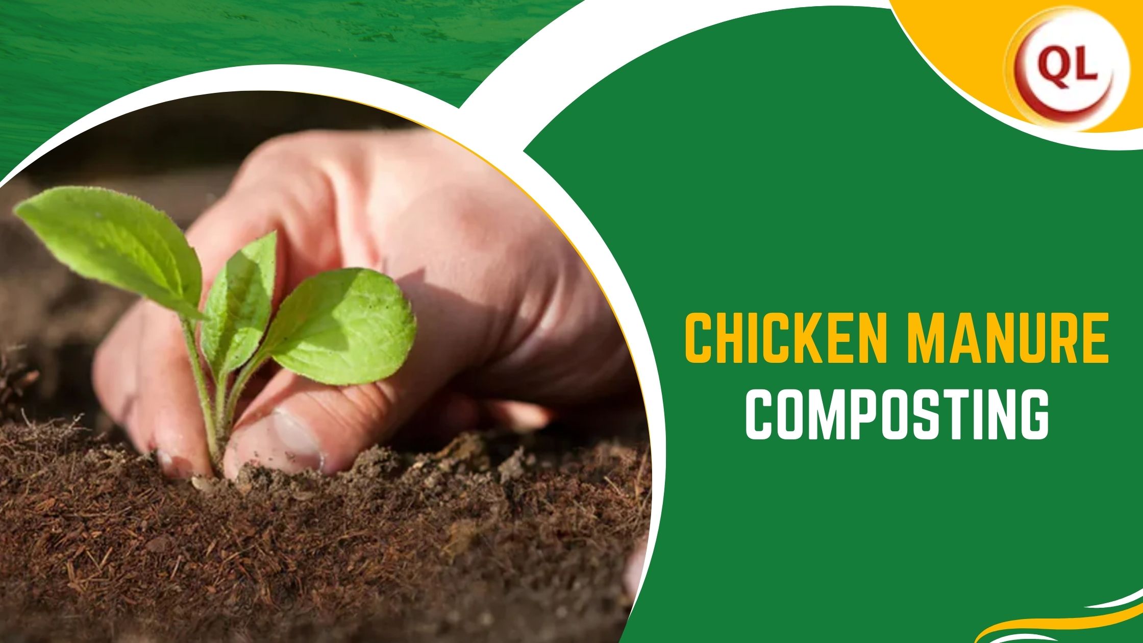 How Chicken Manure Composting Reduces Waste & Improves Sustainability