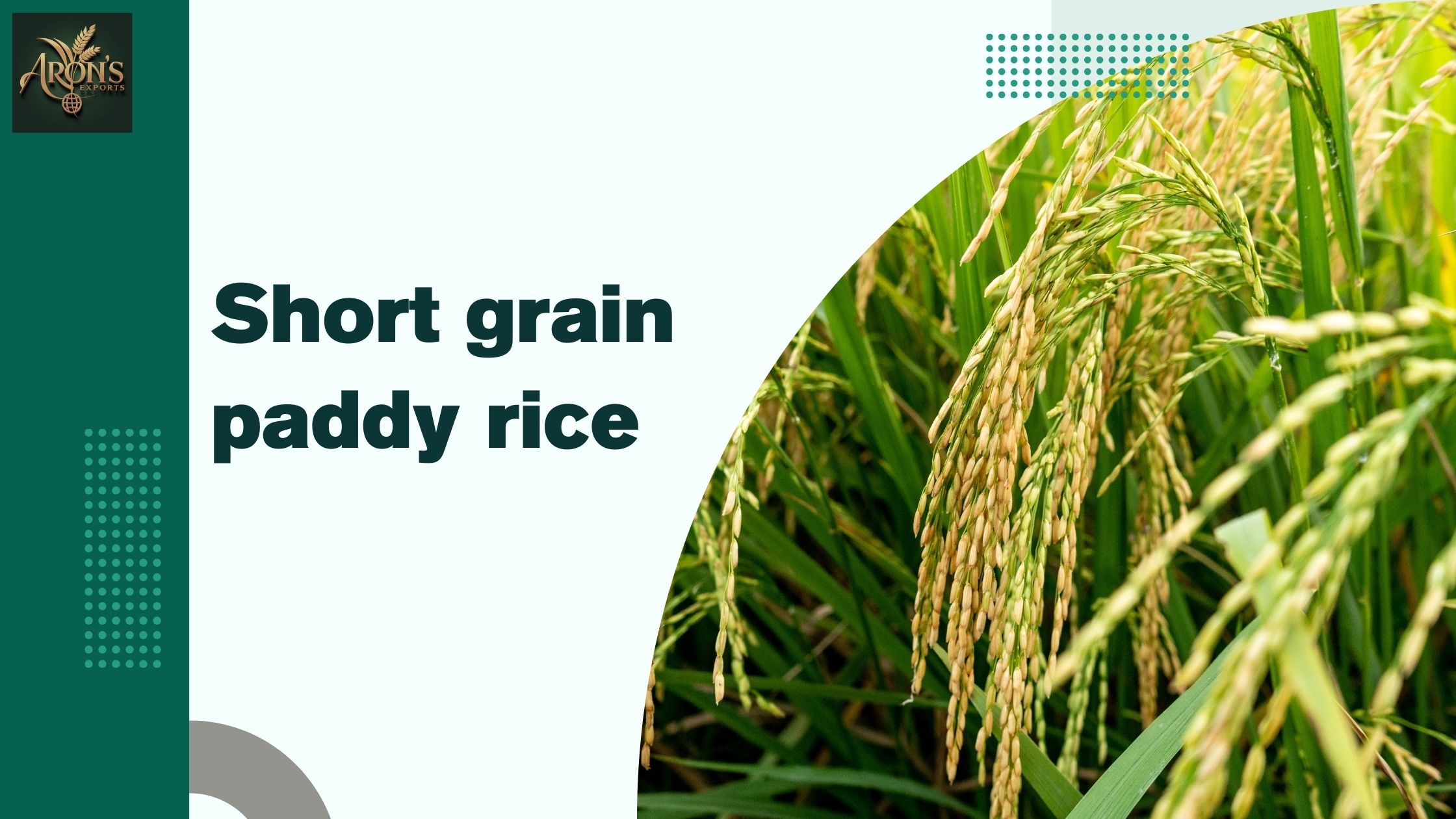 A Comprehensive Guide to Short Grain Paddy Rice Cultivation
