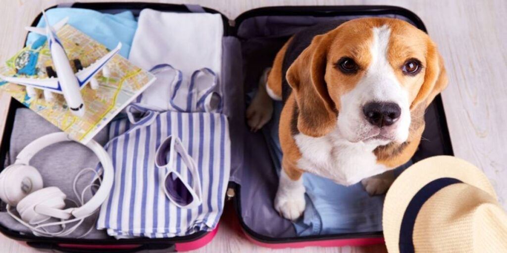 Southwest Airlines Pet Policy & Requirements: Everything You Need to Know for Stress-Free Pet Travel